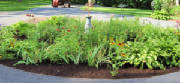 flowerbed2.jpg